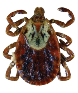 Tick insect PNG-51909